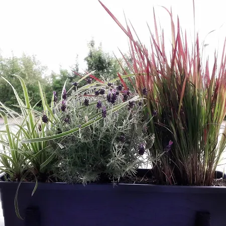 Wellenreiter Sassnitz